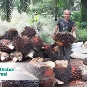 Pabrik Penghasil Oil Palms Mentah di Kalimantan, Ini Detail Alamatnya
